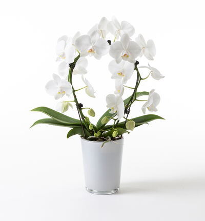 Hvit orkidé på bøyle i hvit glasspotte